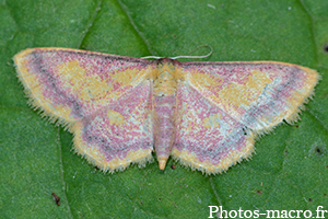 Idaea muricata