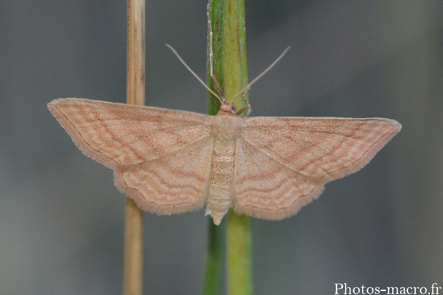 Idaea ochrata