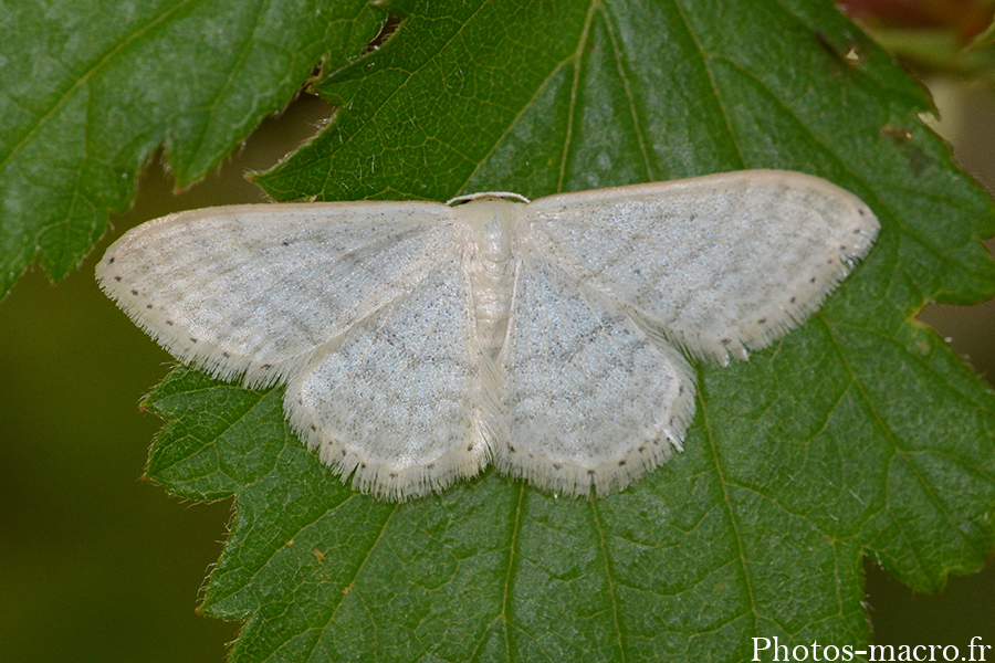 Idaea sp