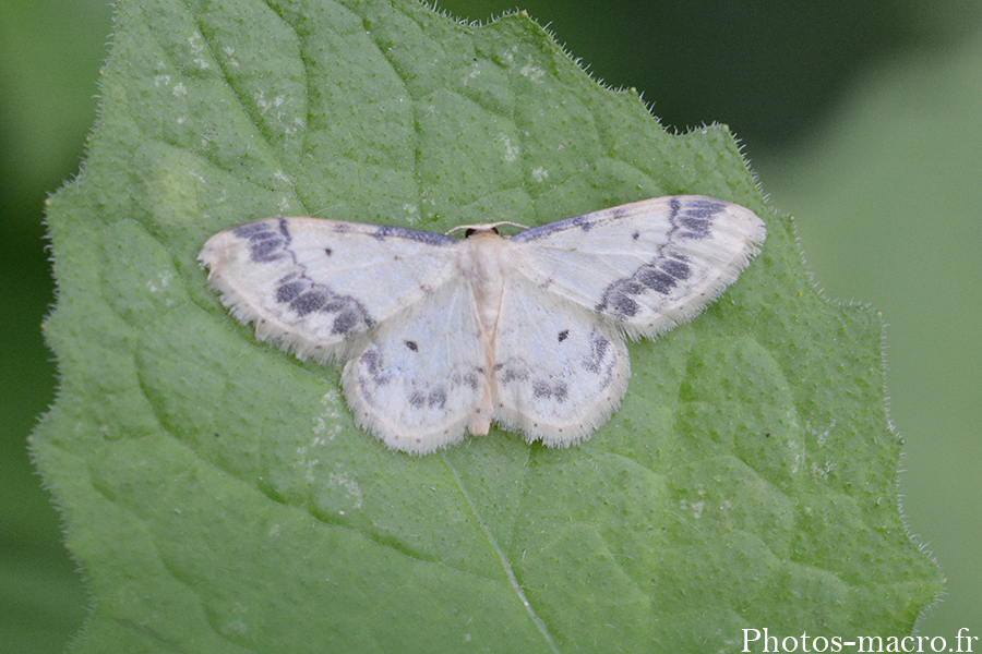 Idaea trigeminata