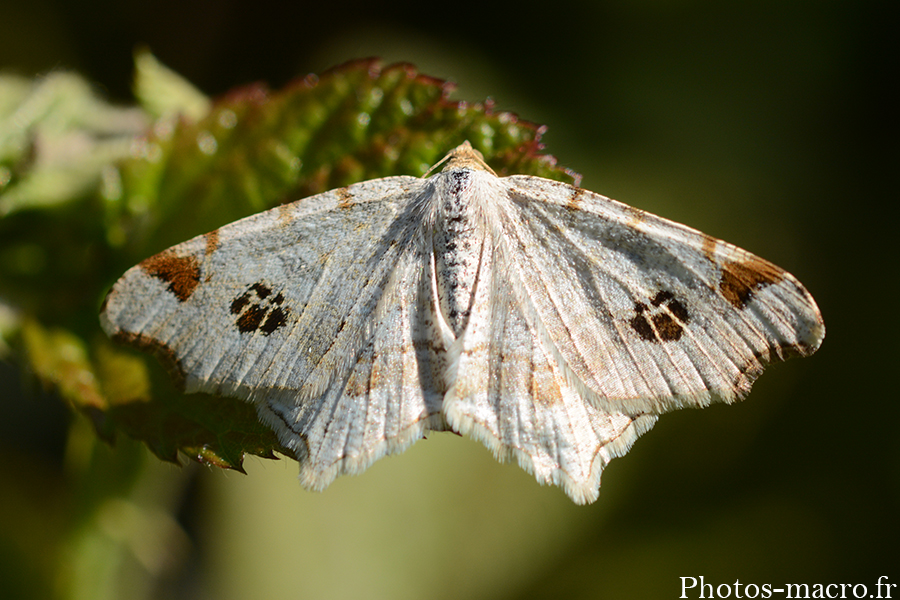 Macaria notata