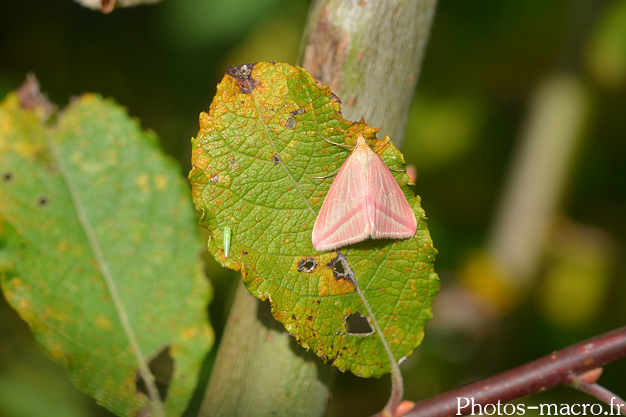 Rhodometra sacraria