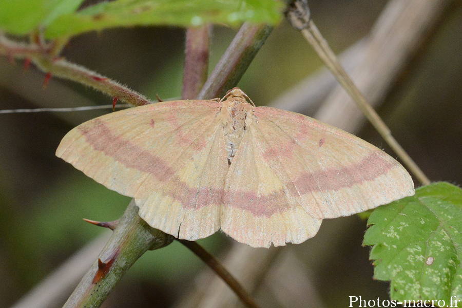 Rhodostrophia calabra