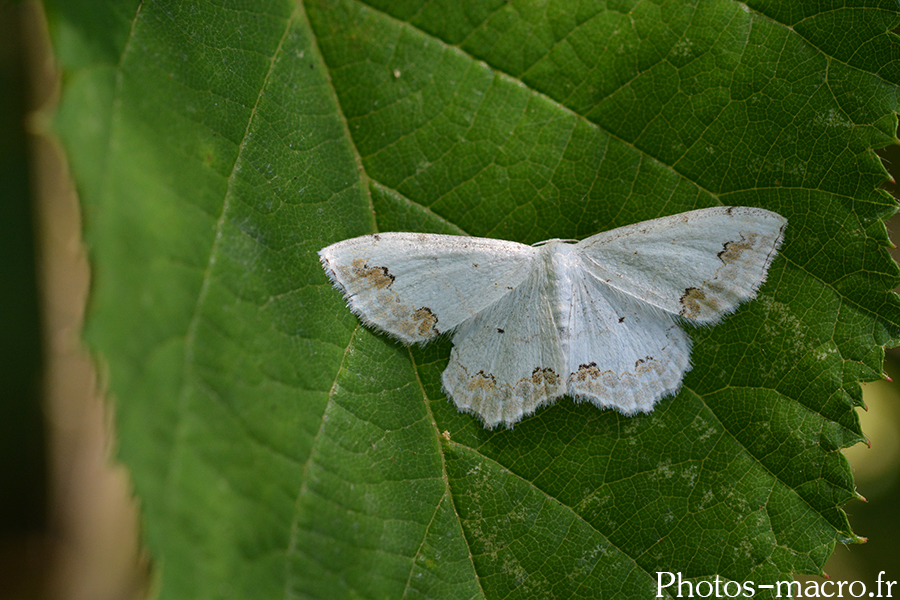 Scopula ornata