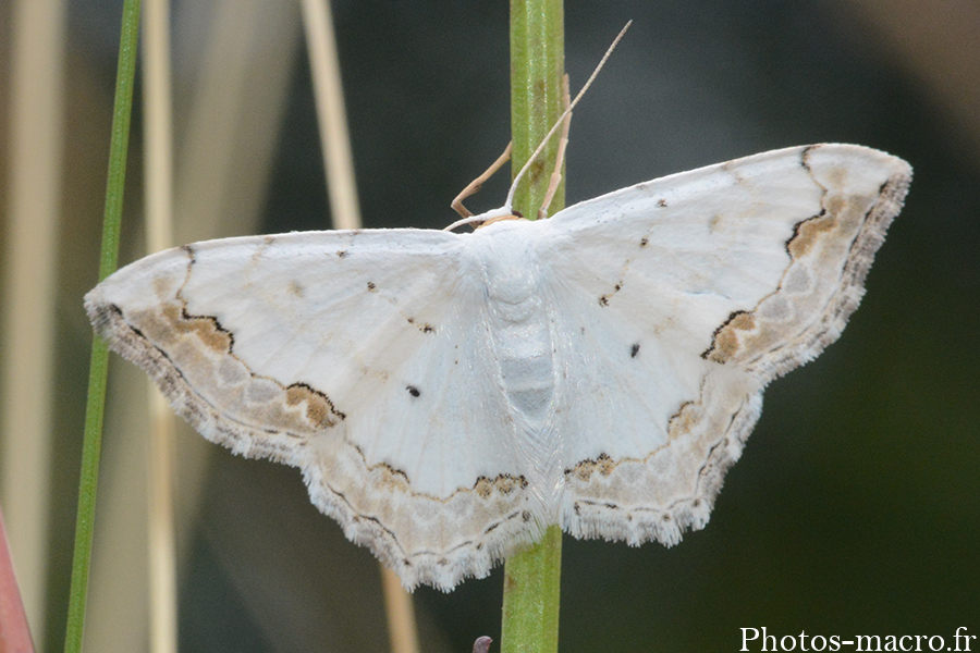 Scopula ornata