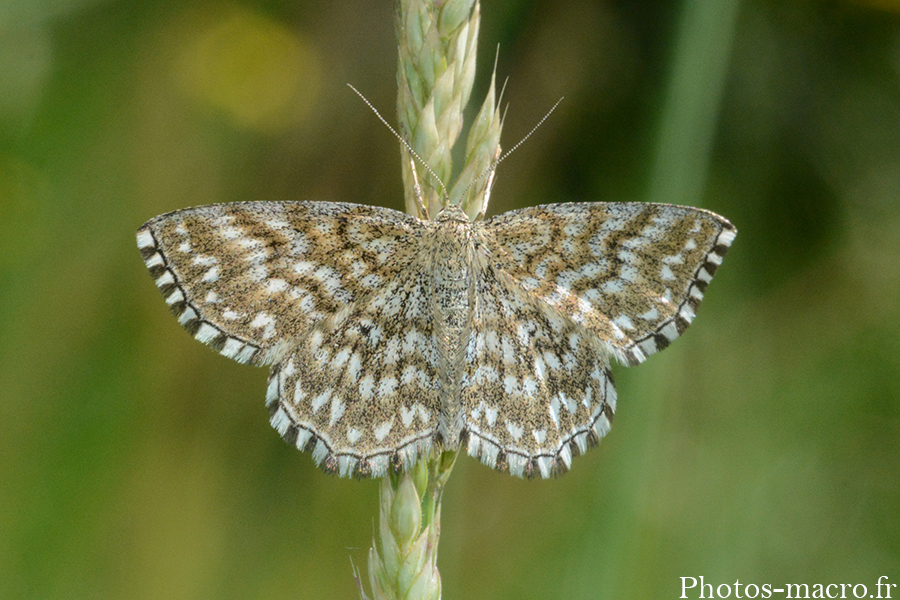 Scopula tessellaria