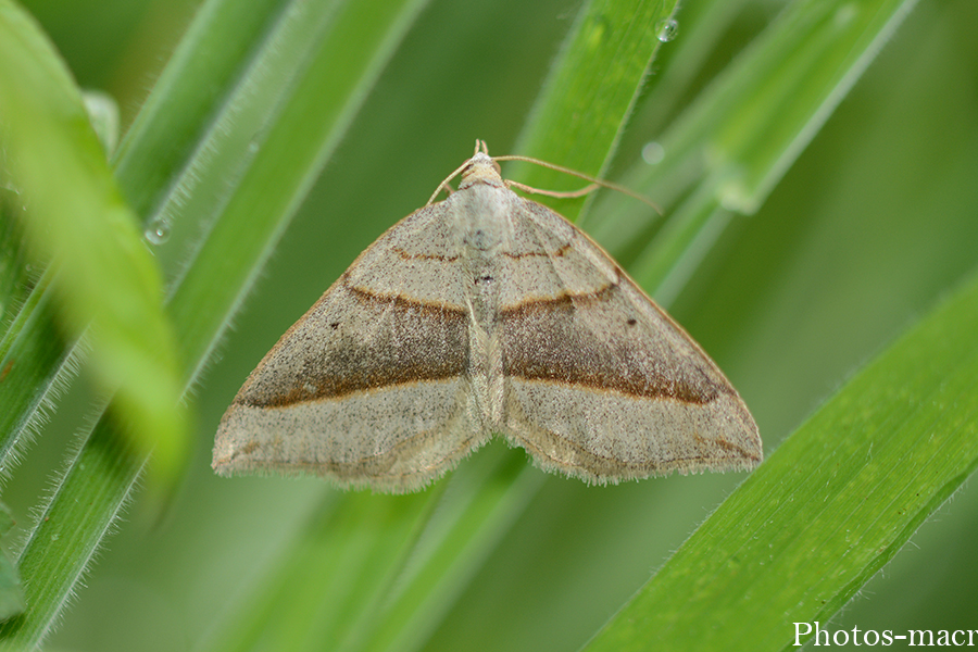 Scotopteryx mucronata