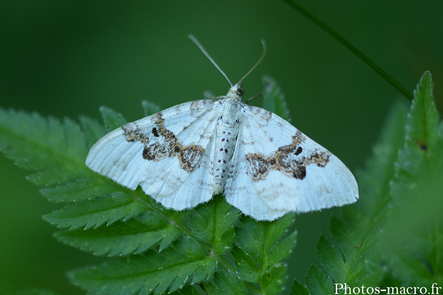 Xanthorhoe montanata