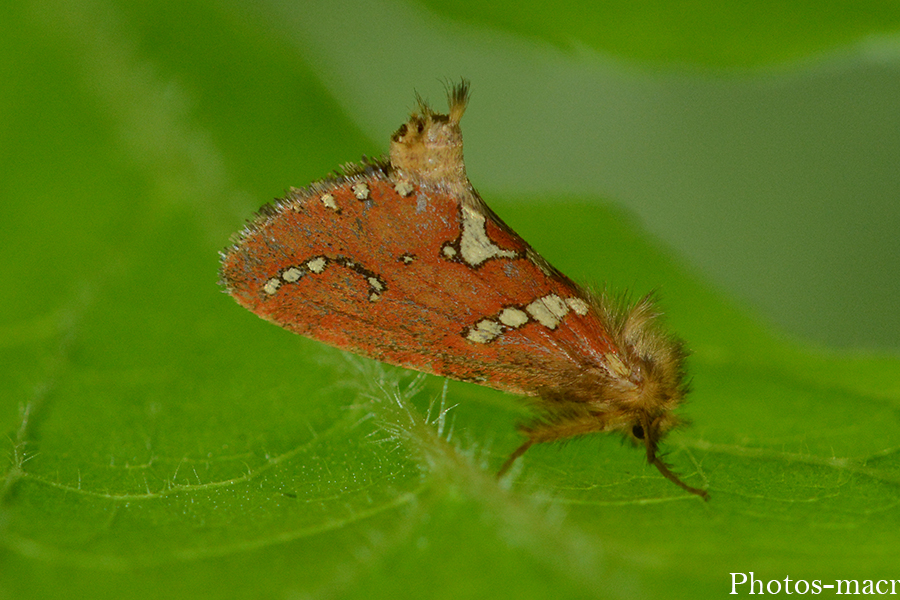 Phymatopus hecta