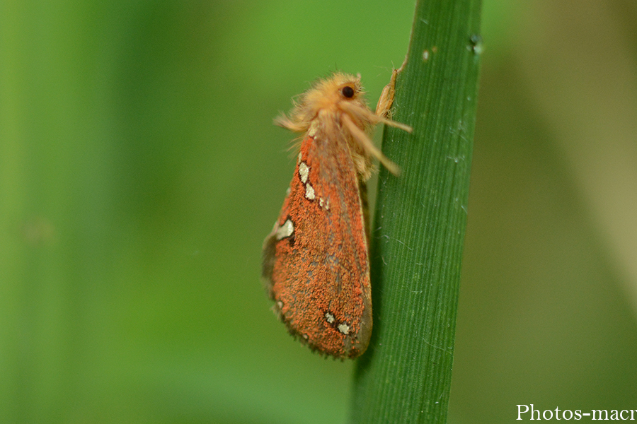 Phymatopus hecta