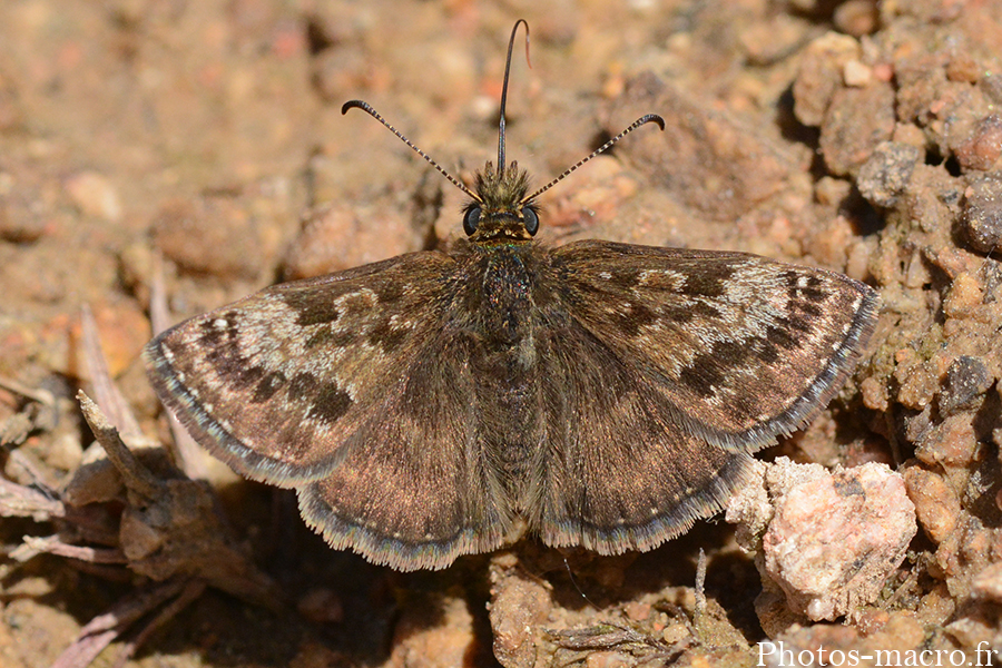 Erynnis tages