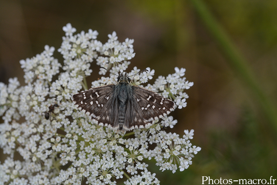 Pyrgus malvae