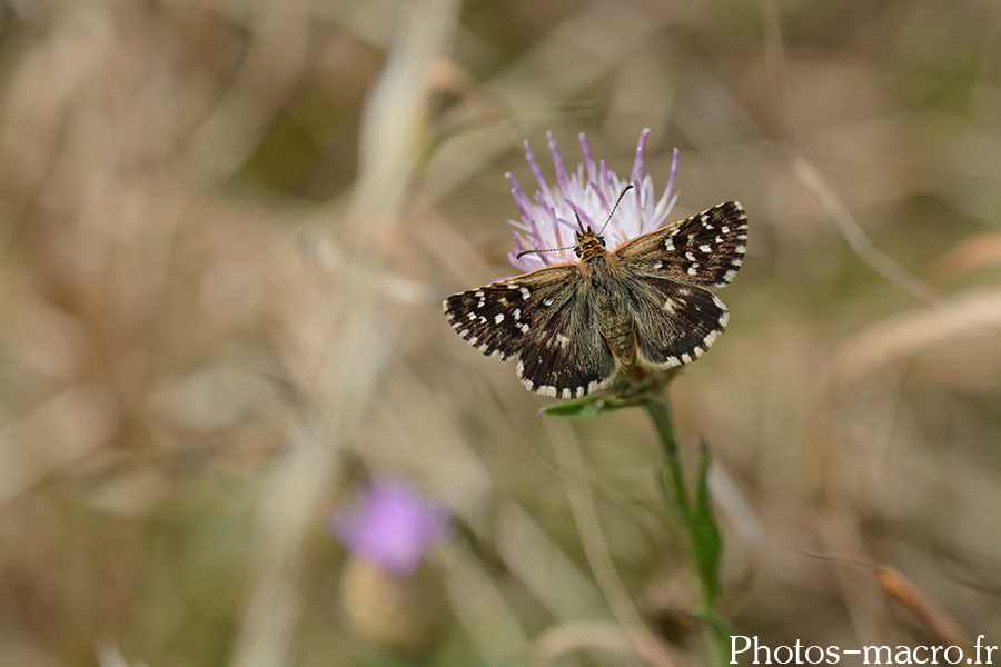 Pyrgus alveus