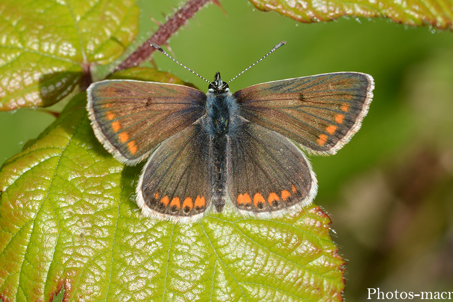 Aricia artaxerxes