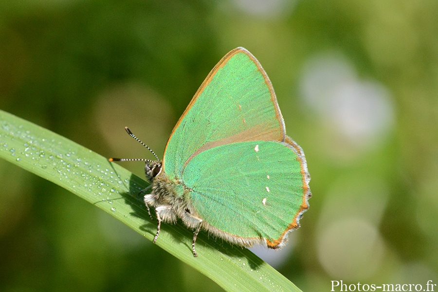 Callophrys rubi