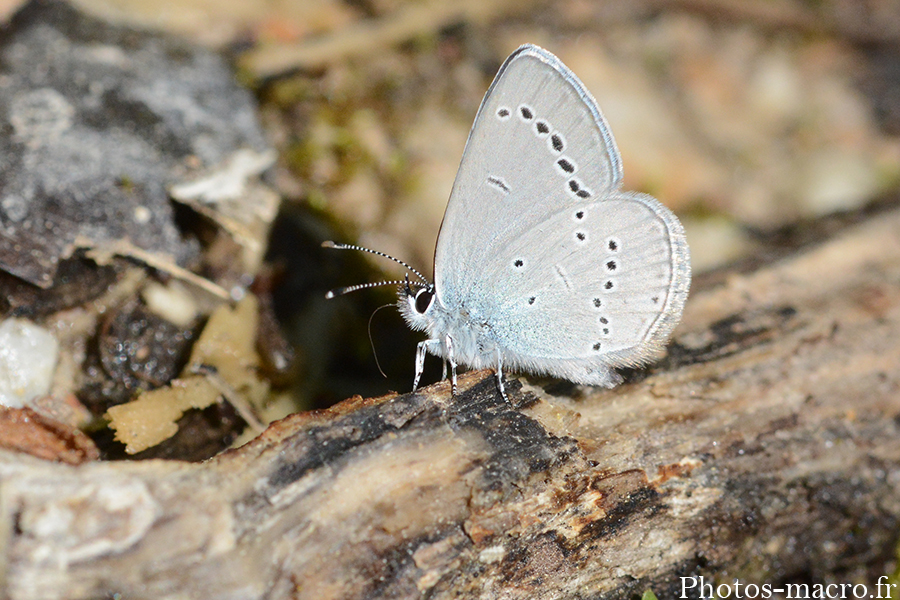 Cupido minimus