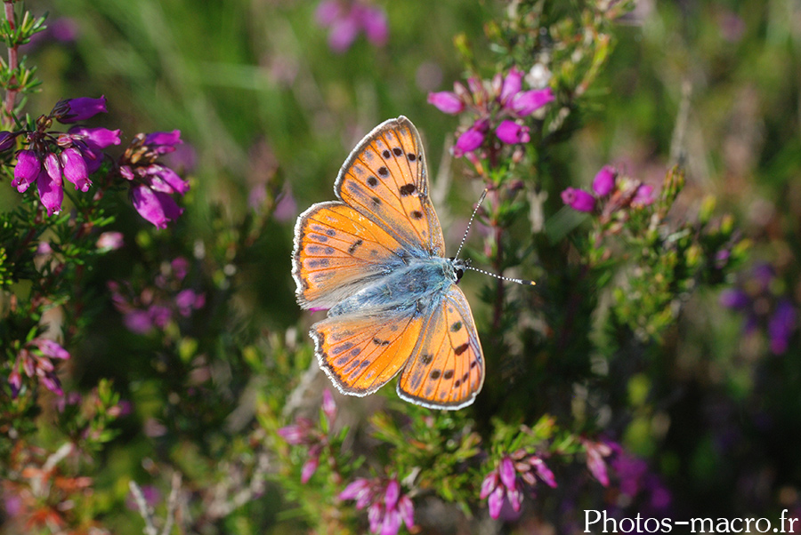 Lycaena dispar