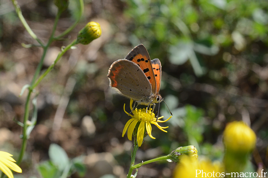 Lycaena phlaeas