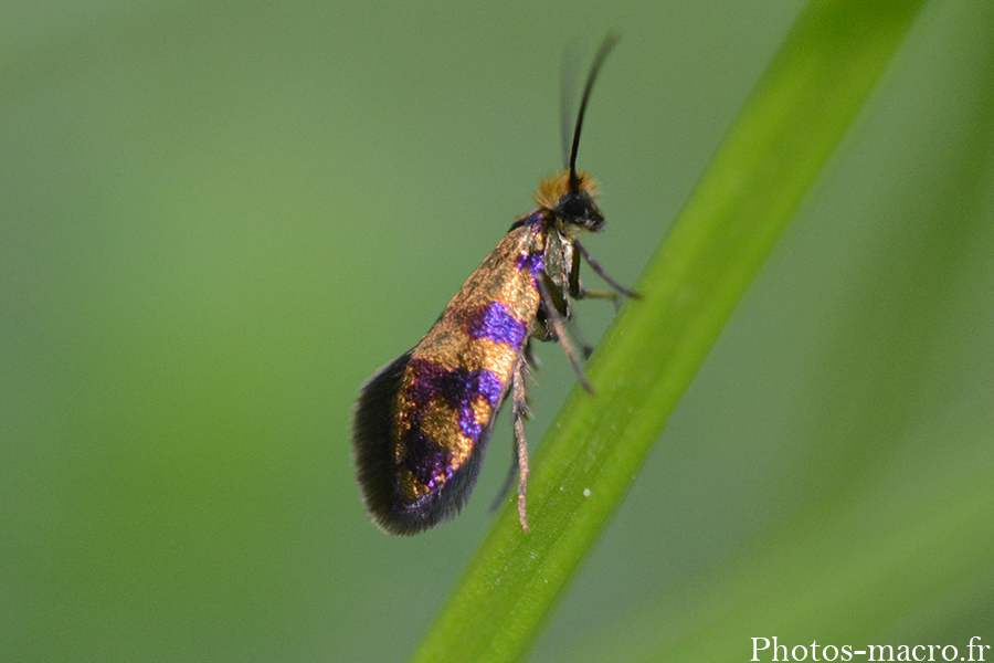 Micropterix tunbergella