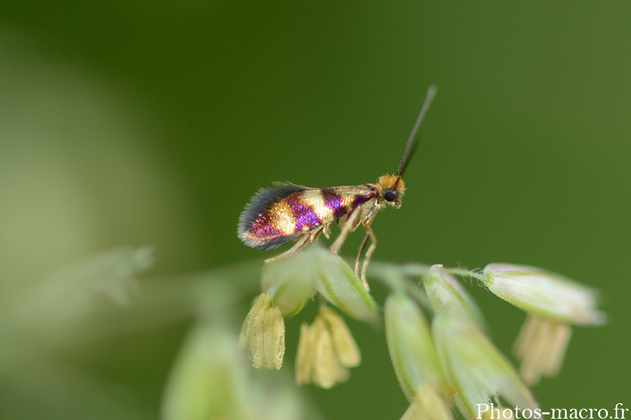 Micropterix tunbergella