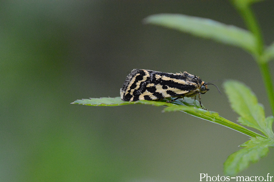 Acontia (Emmelia) trabealis