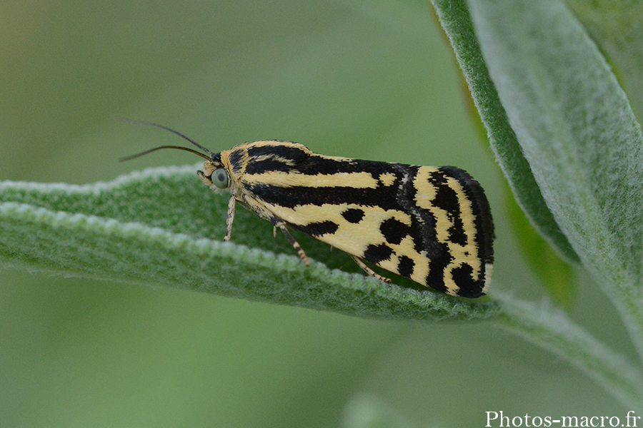 Acontia (Emmelia) trabealis