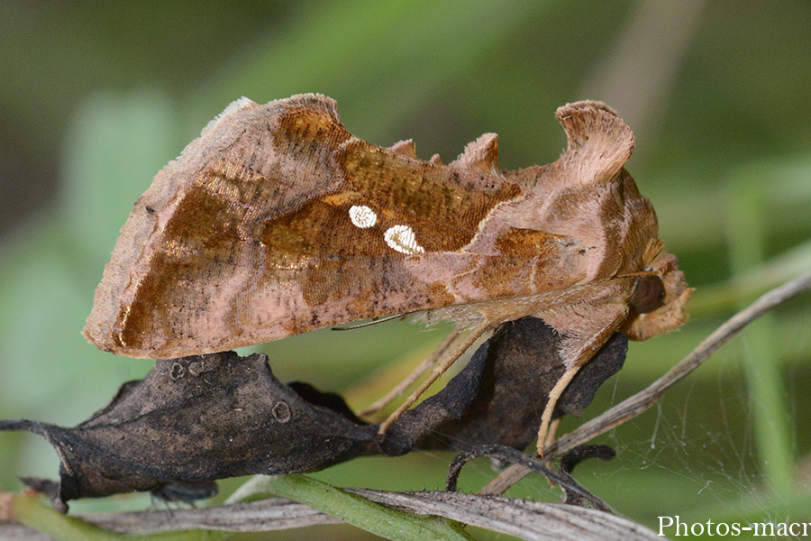 Chrysodeixis chalcites