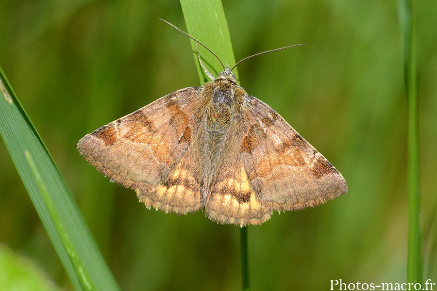 Euclidia glyphica