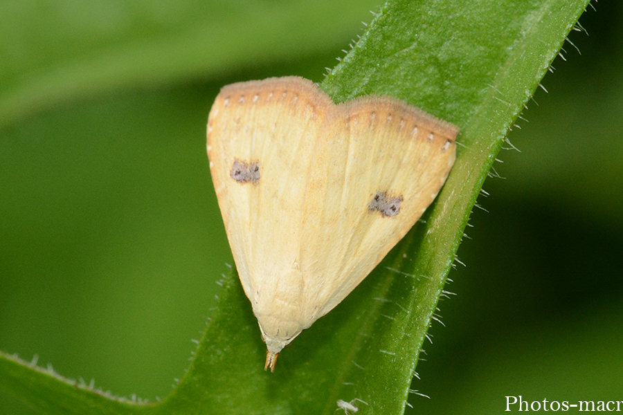 Rivula sericealis