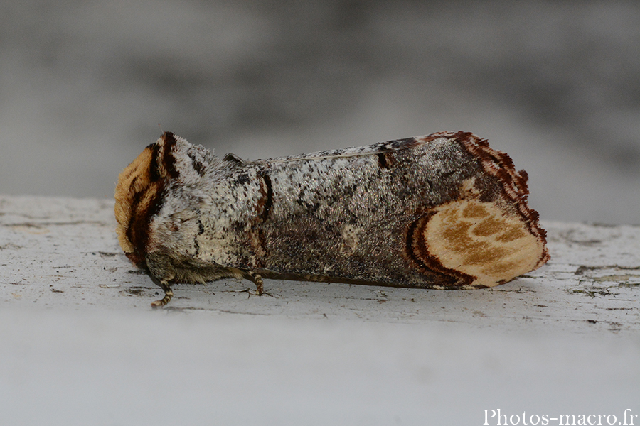 Phalera bucephala