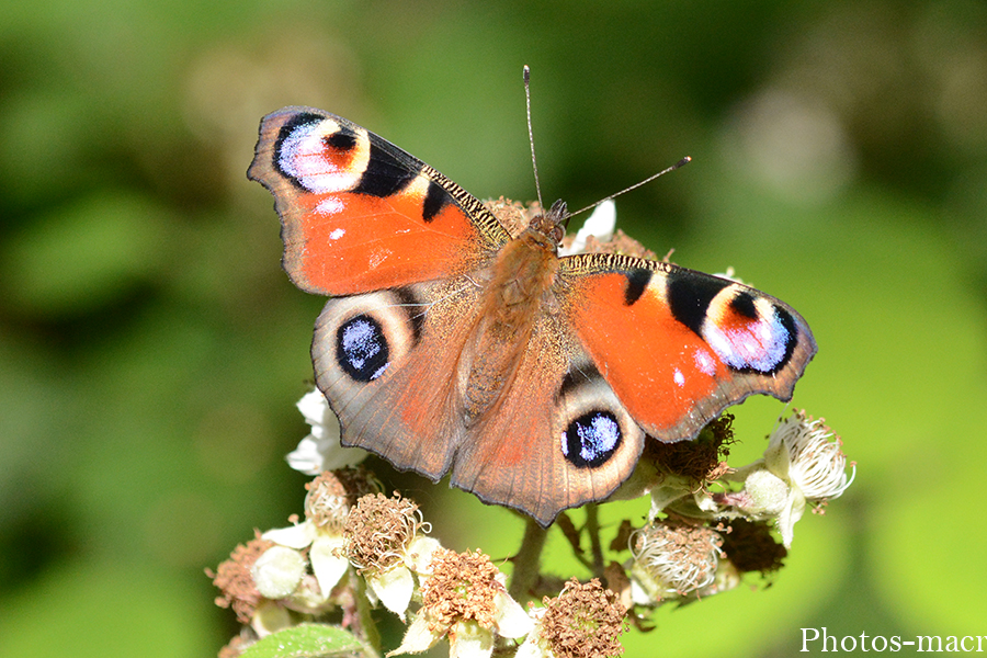 Aglais io