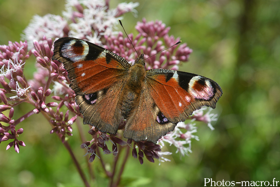 Aglais io