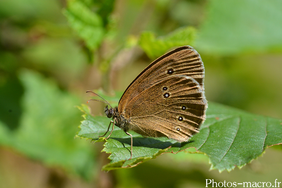 Aphantopus hyperantus