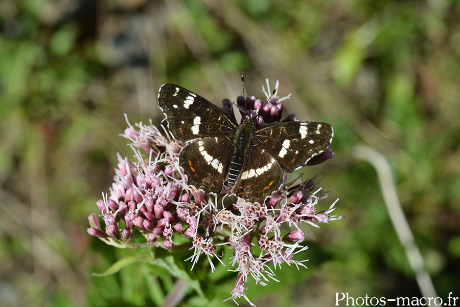 Araschnia levana