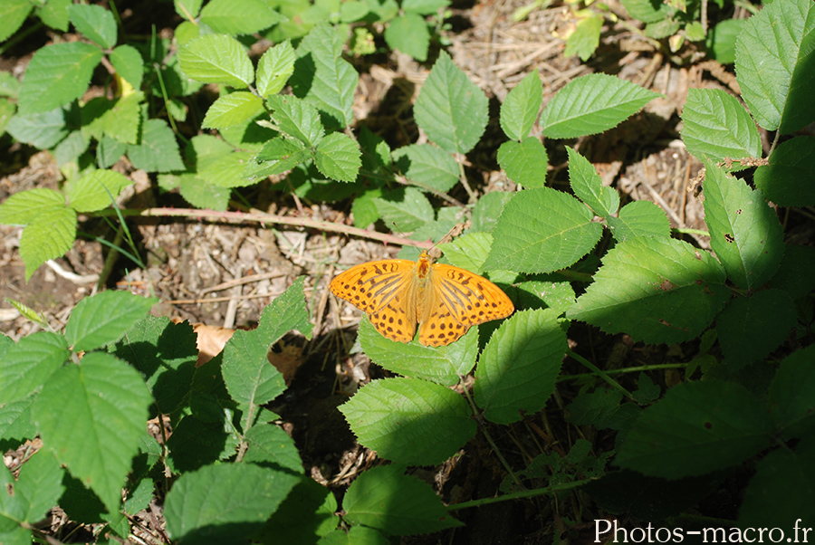 Argynnis paphia