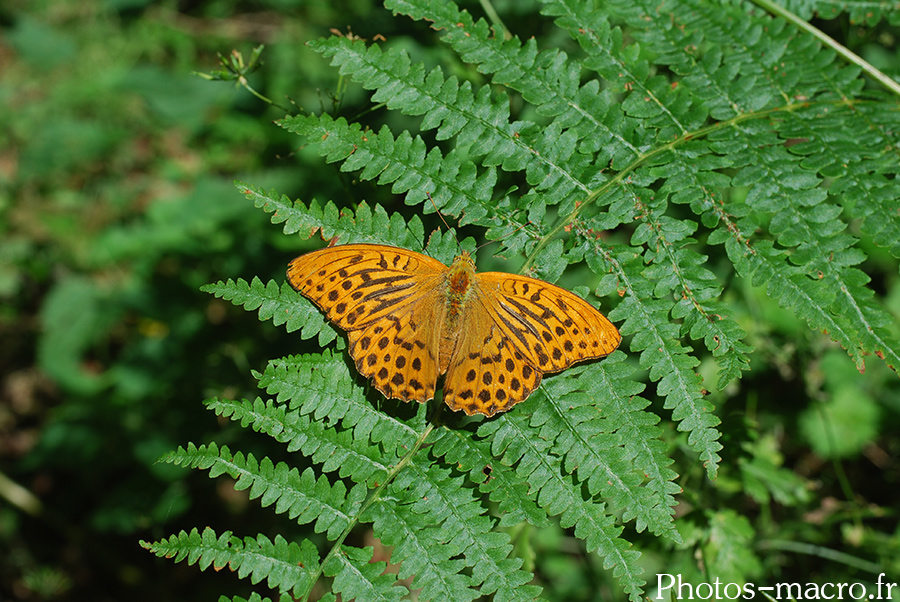 Argynnis paphia