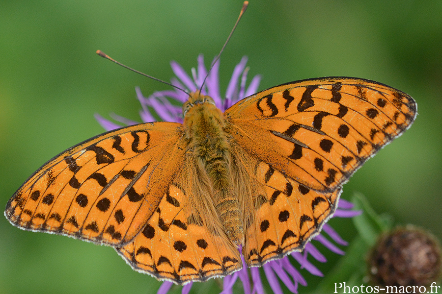 Argynnis aglaja