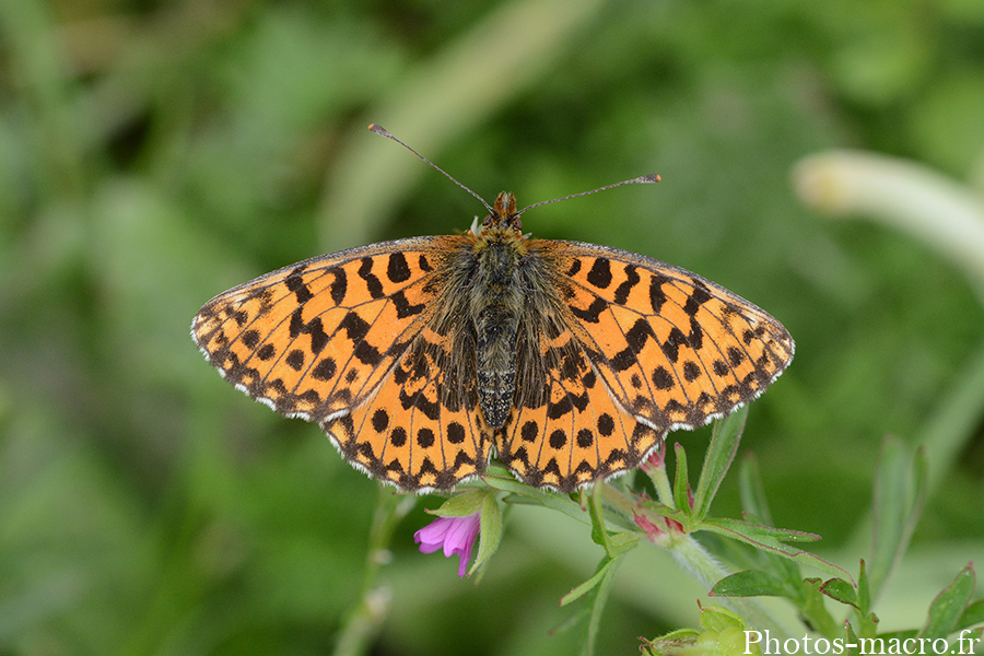 Argynnis niobe