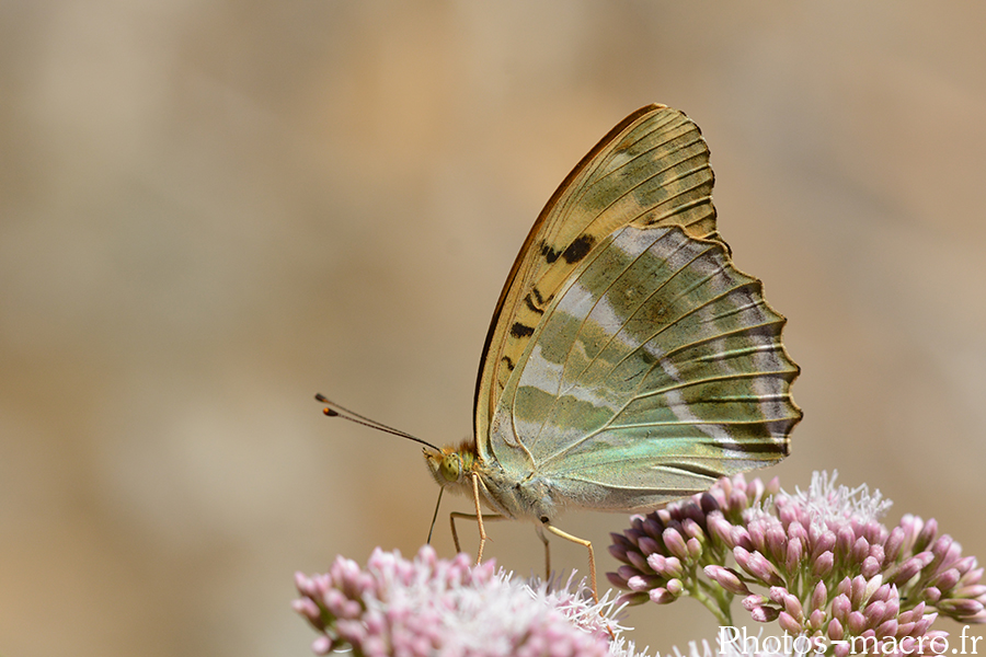 Argynnis papahia