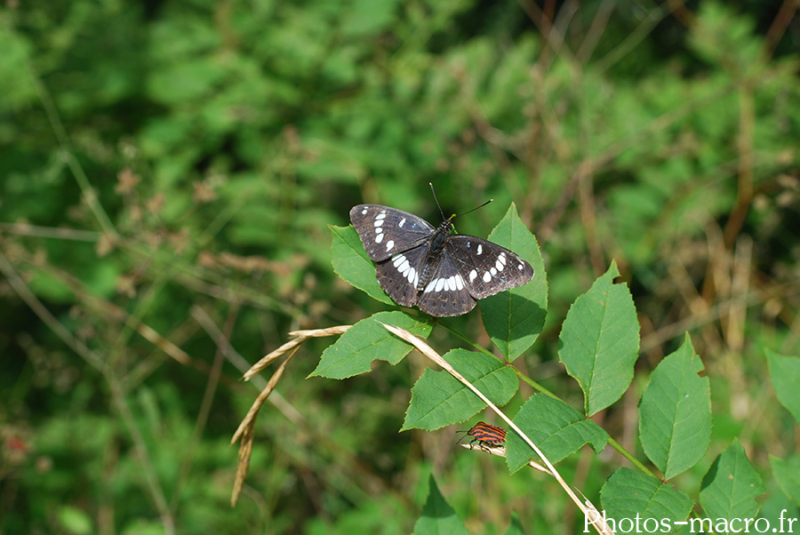 Azuritis reducta