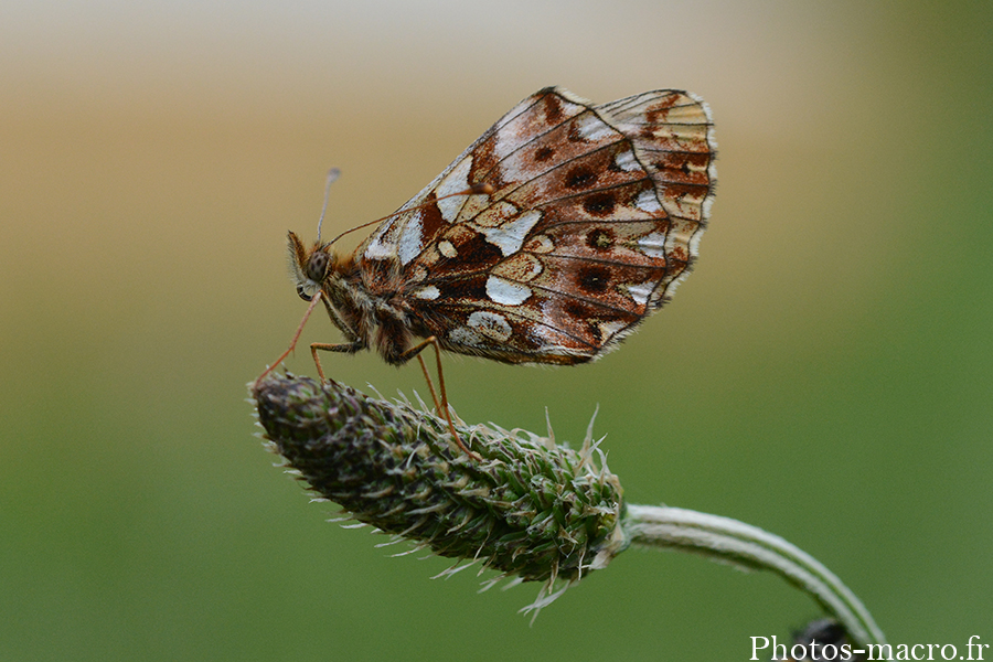 Boloria dia