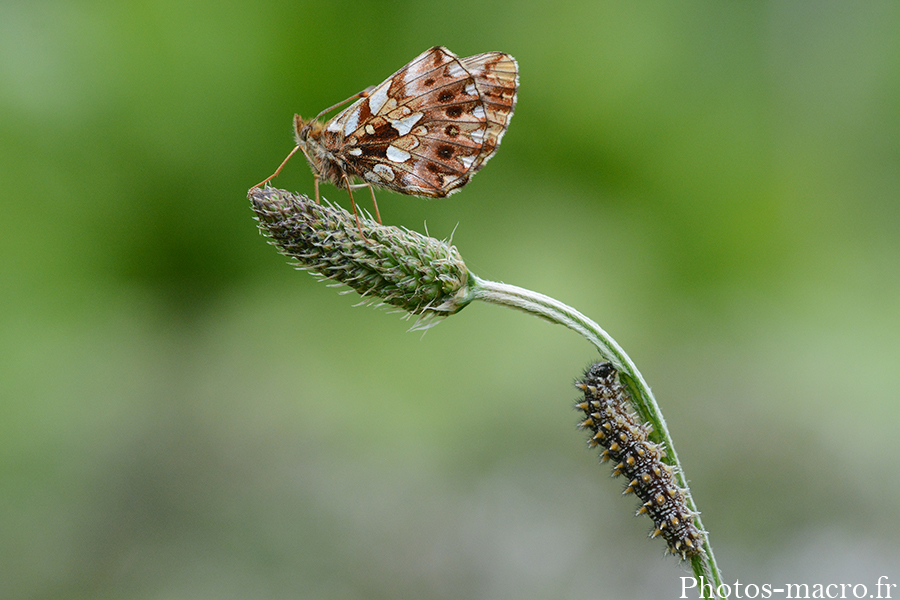 Boloria dia