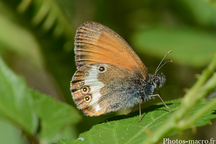 Coenonympha darwiniana