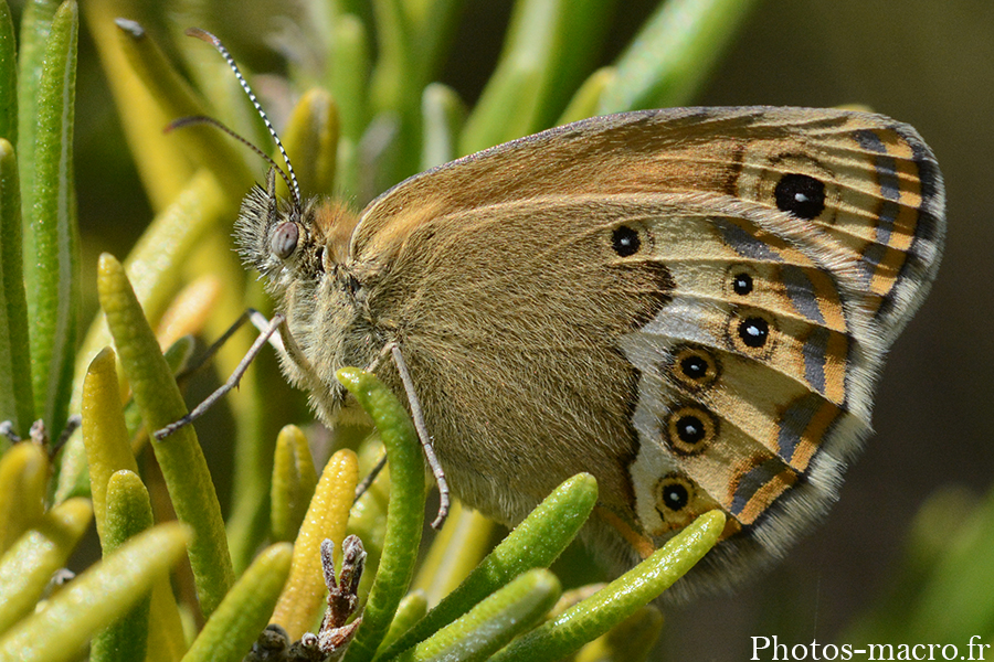 Coenonympha dorus