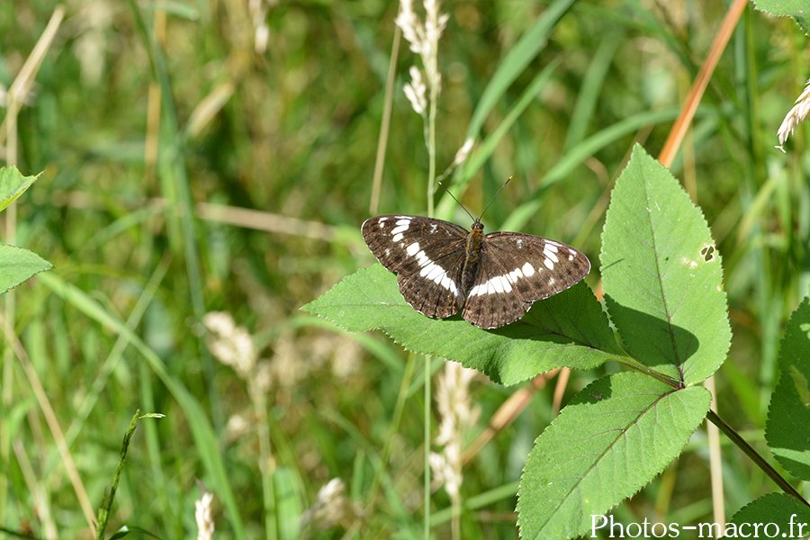 Limenitis camilla