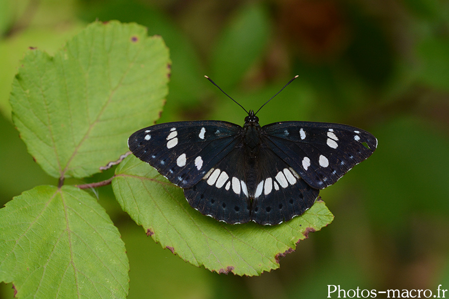 Limenitis reducta