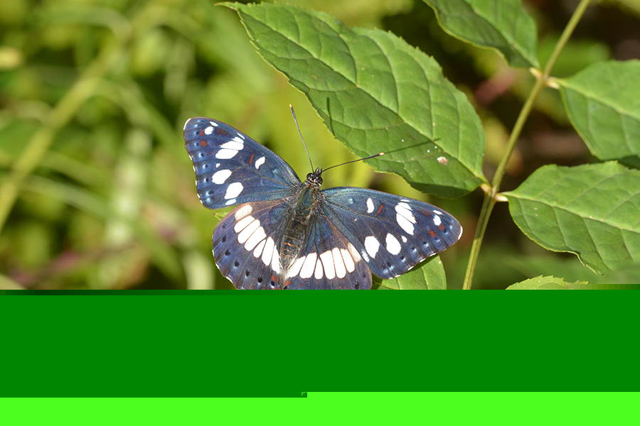 Limenitis reducta