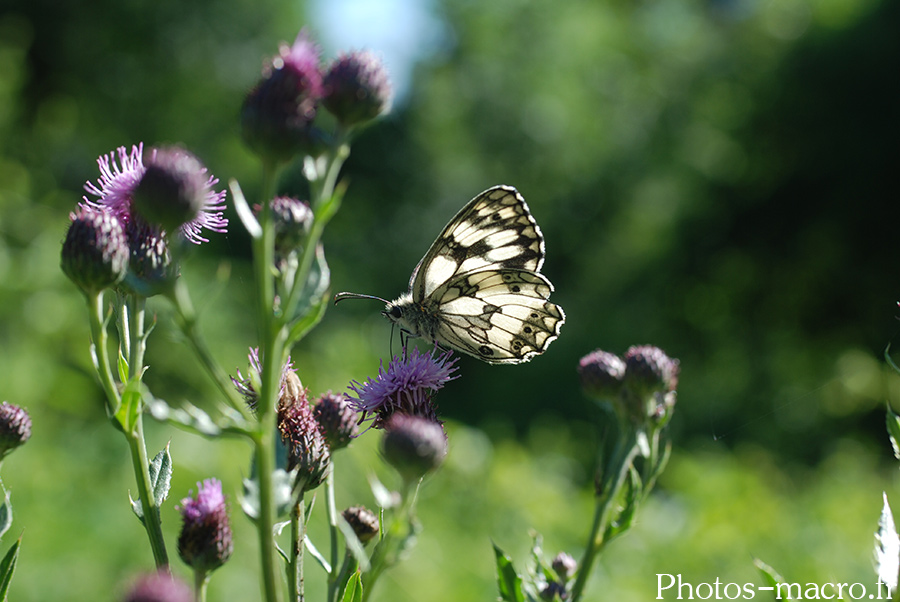 Melanargia galathea serena