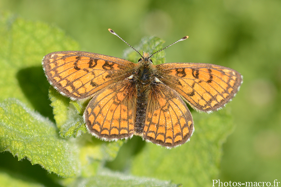 Melitaea athalia