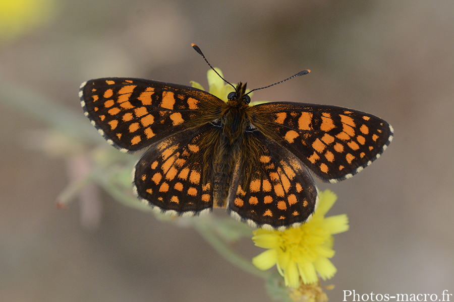 Melitaea athalia